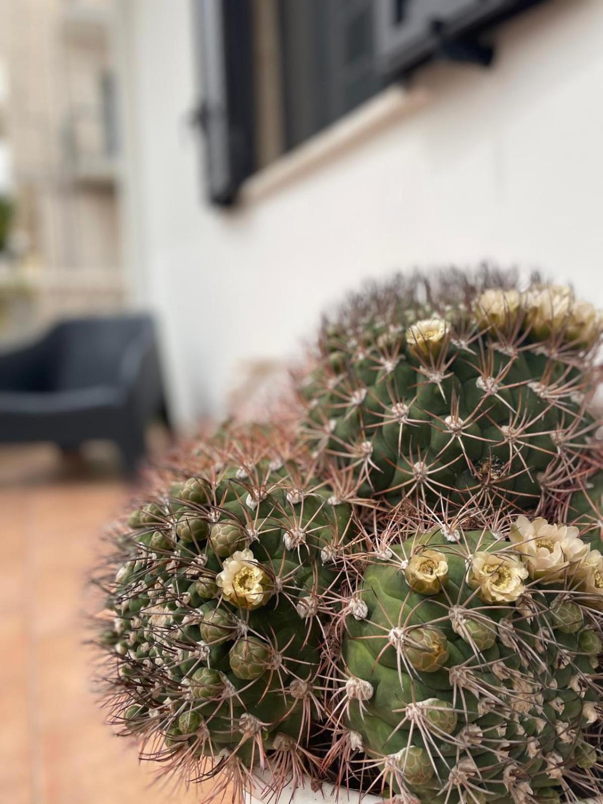 Rosa Dei Venti Villa Polignano a Mare Kültér fotó